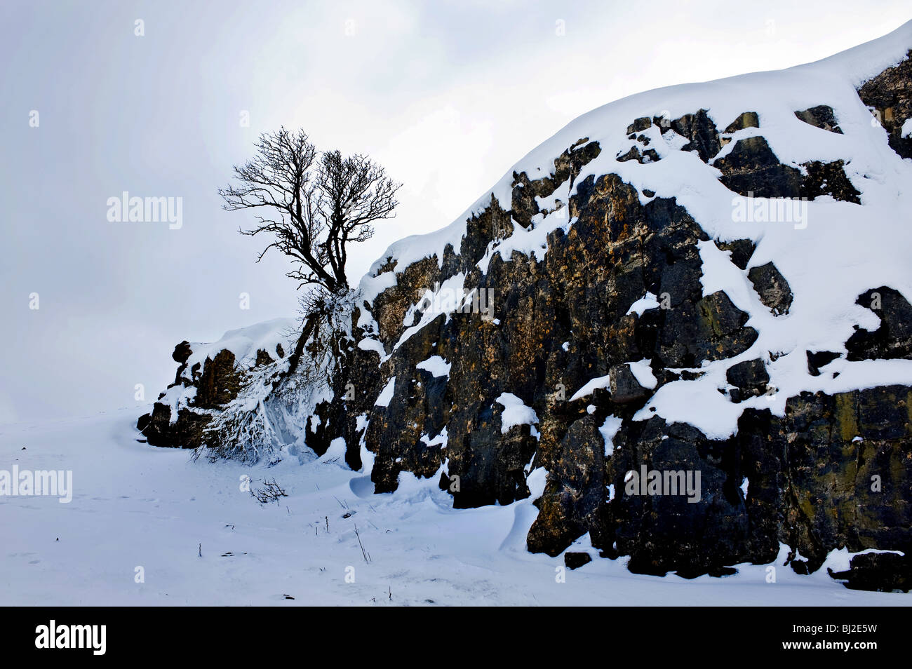 A solitary tree growing from a rock outcrop covered in snow. Stock Photo