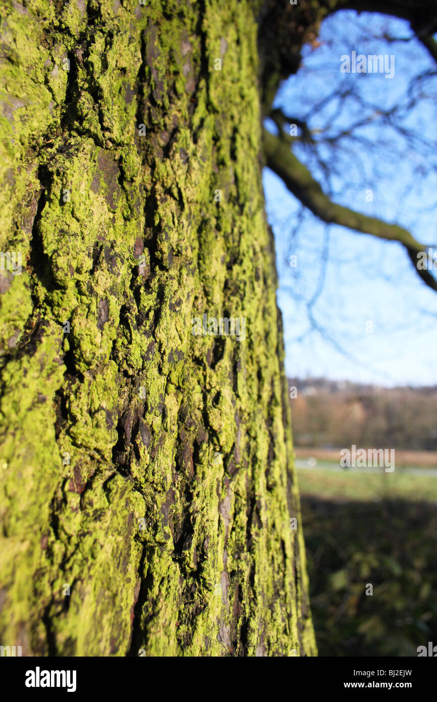 Lichen tree hires stock photography and images Alamy