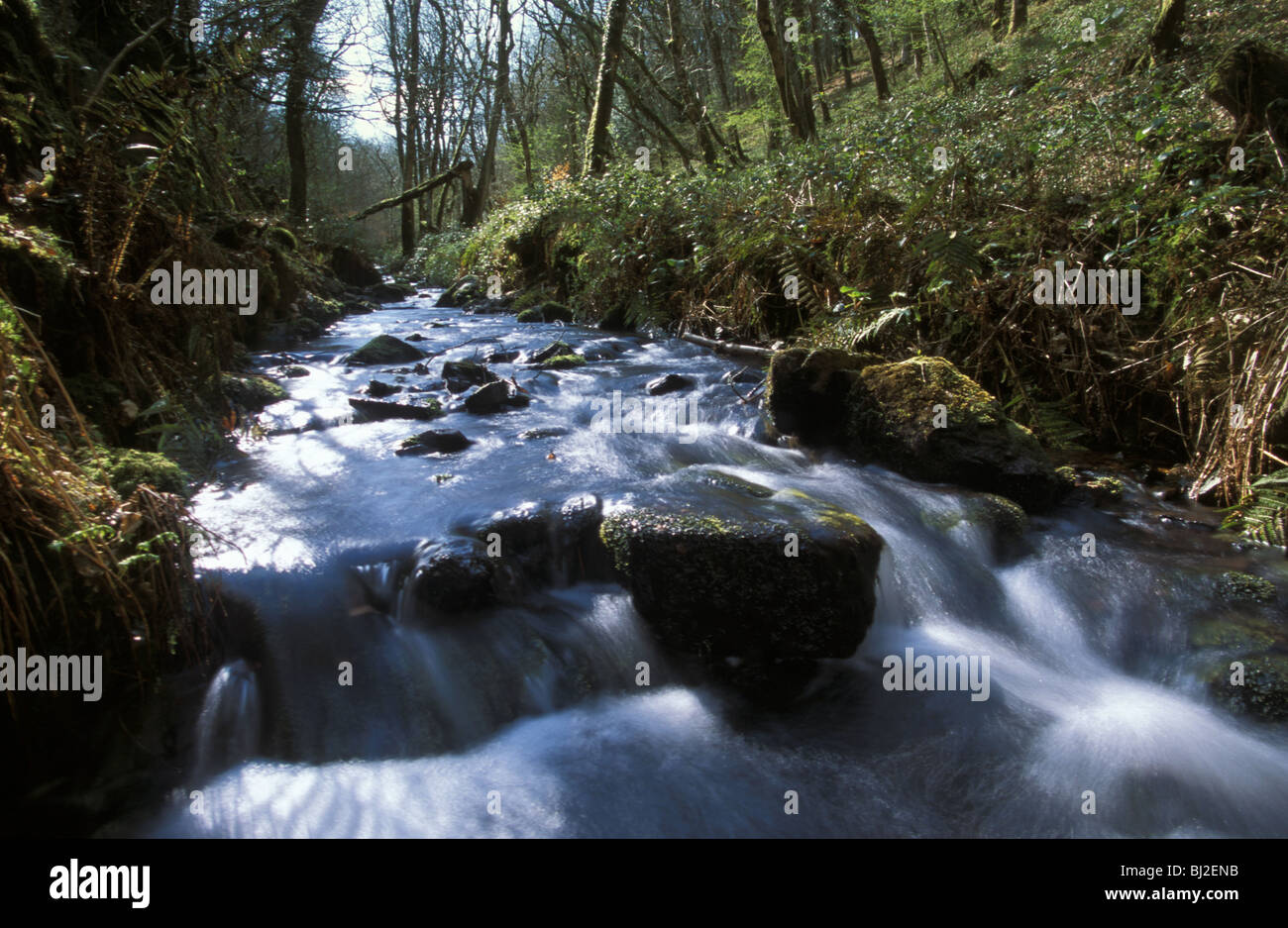 The river running through Hawkcombe National Nature Reserve Exmoor National Park Somerset Stock Photo