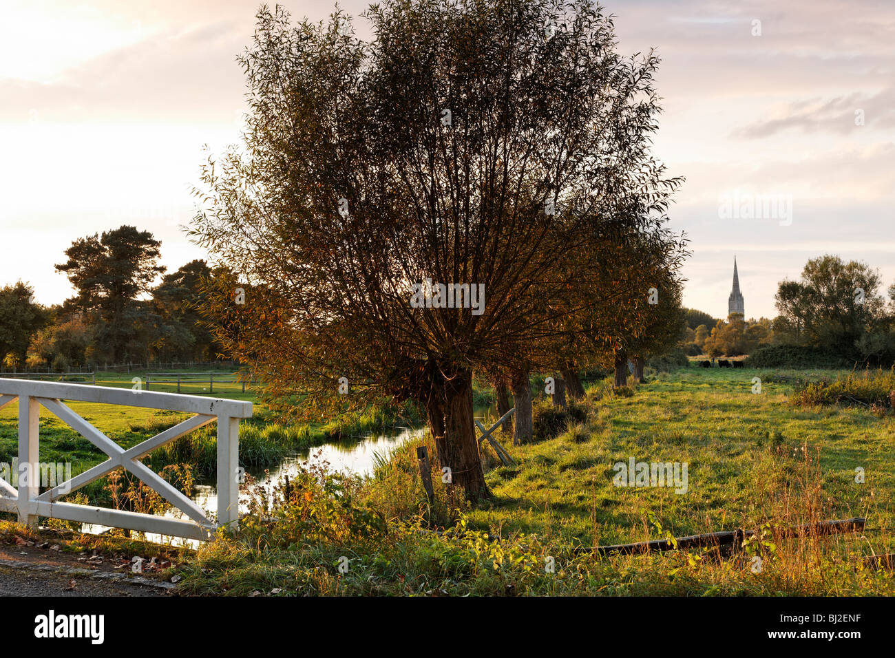 View of Salisbury Cathedral from Britford water meadows, early evening, Wiltshire Stock Photo