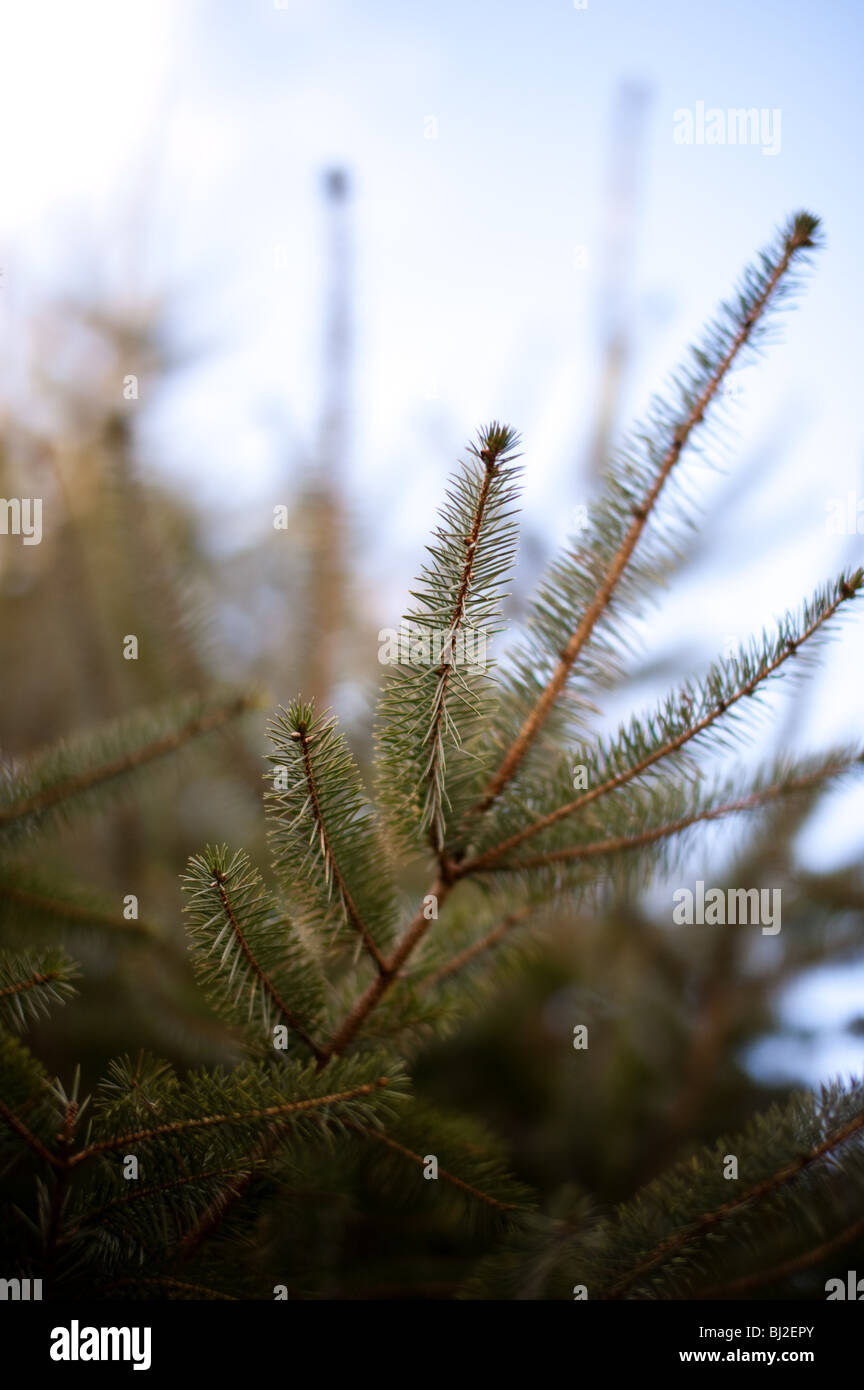 Christmas trees growing in a plantation in Cornwall Stock Photo Alamy