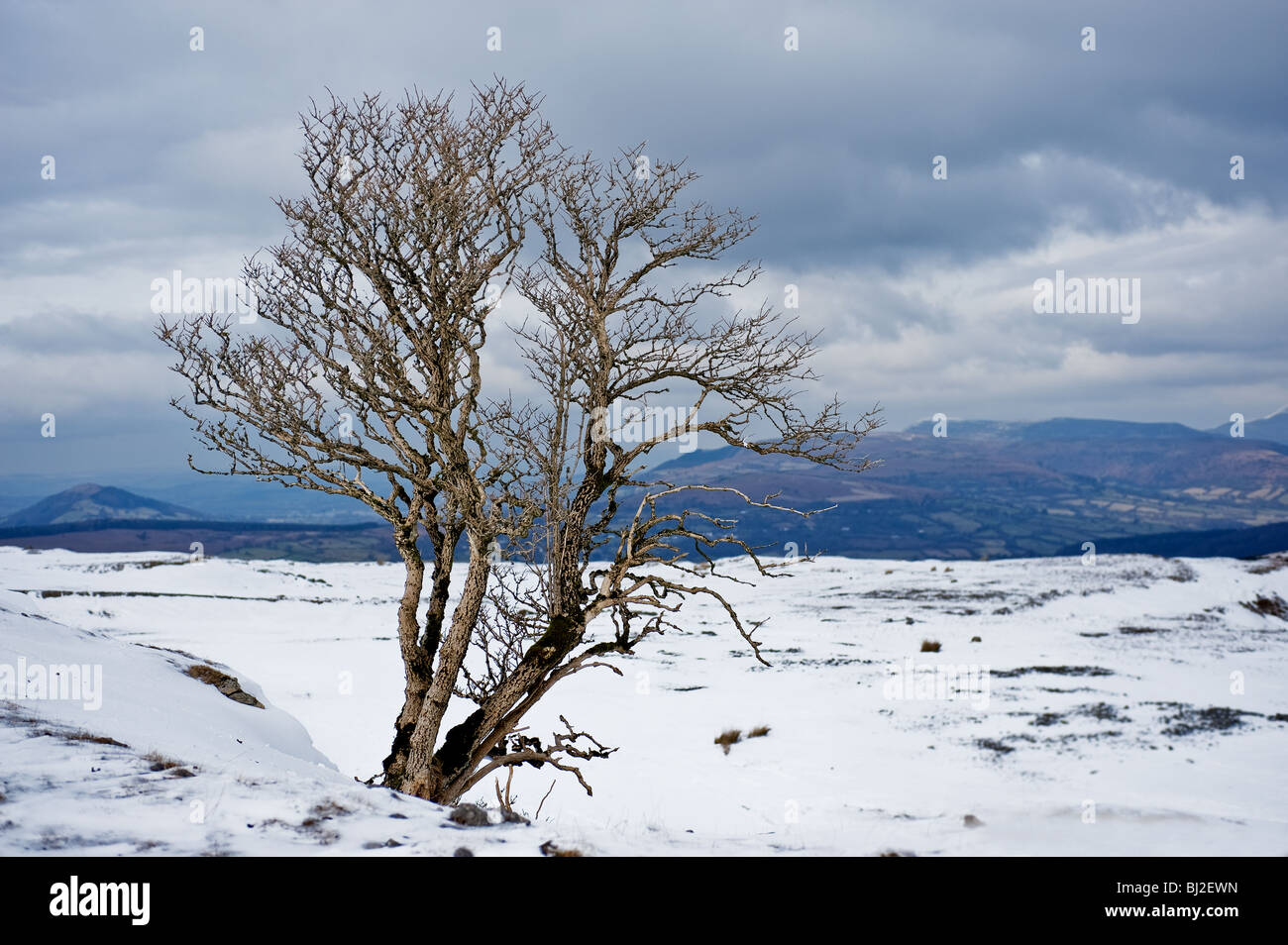 A solitary tree growing in Welsh countryside covered in snow. Stock Photo