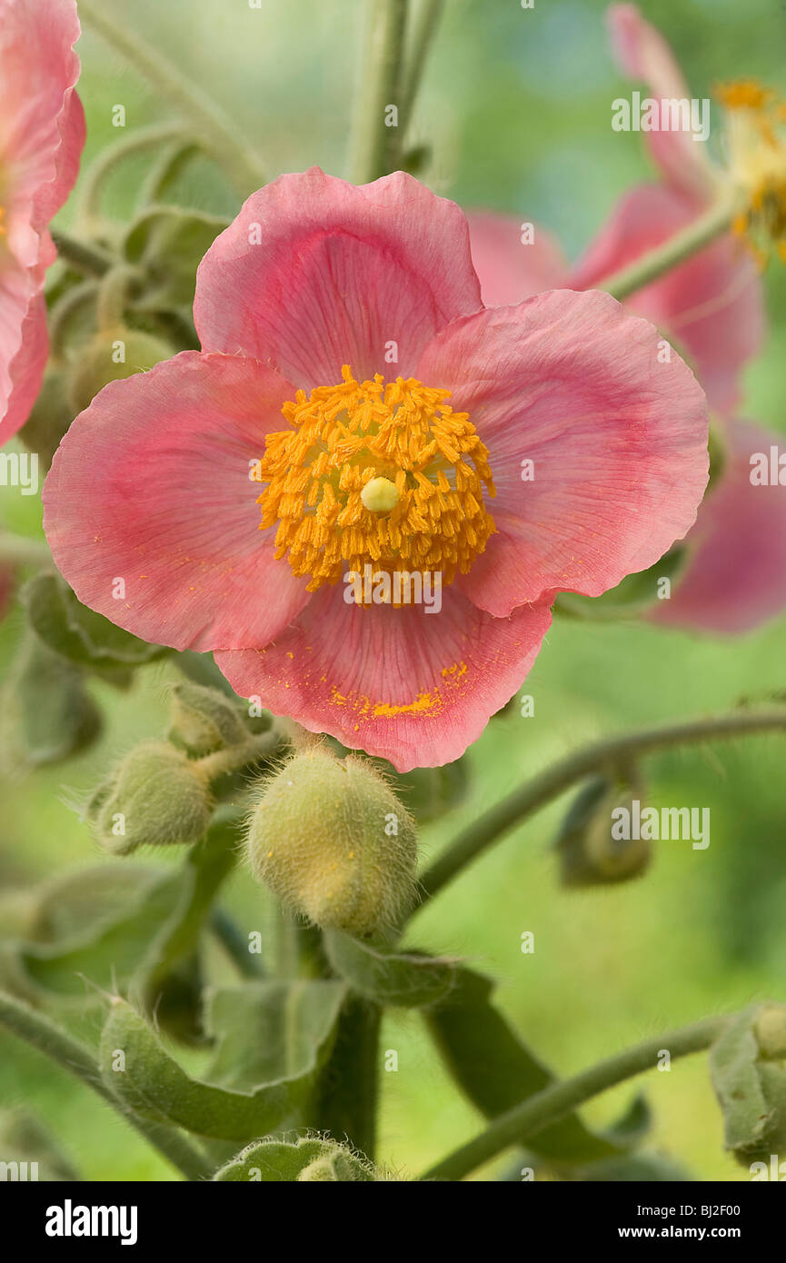 Satin poppy or Nepalese Poppy, Meconopsis napaulensis, grows in Himalayas and China Stock Photo