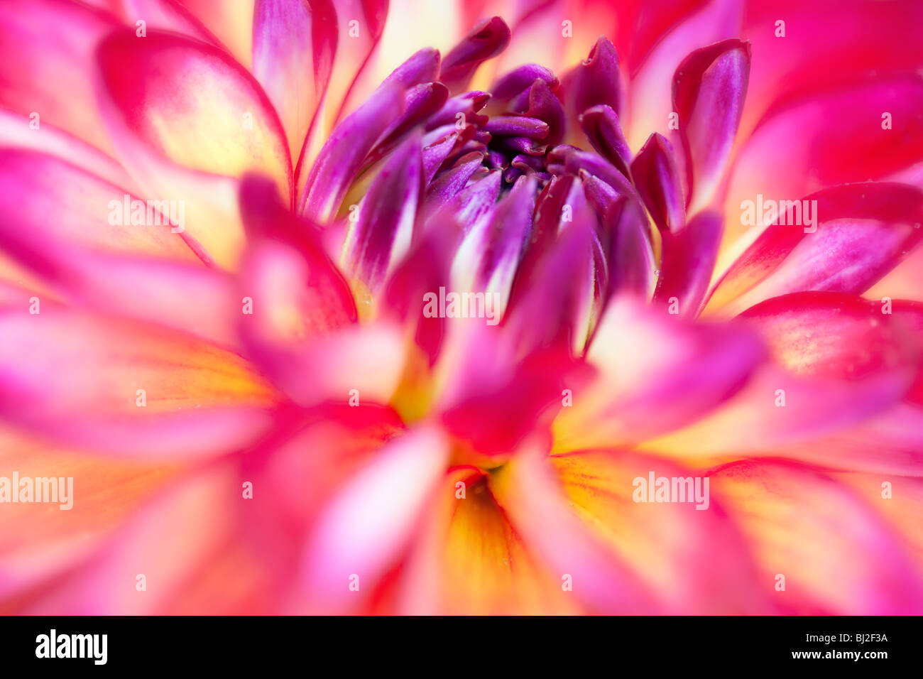 Brittany rey dahlia hi-res stock photography and images - Alamy