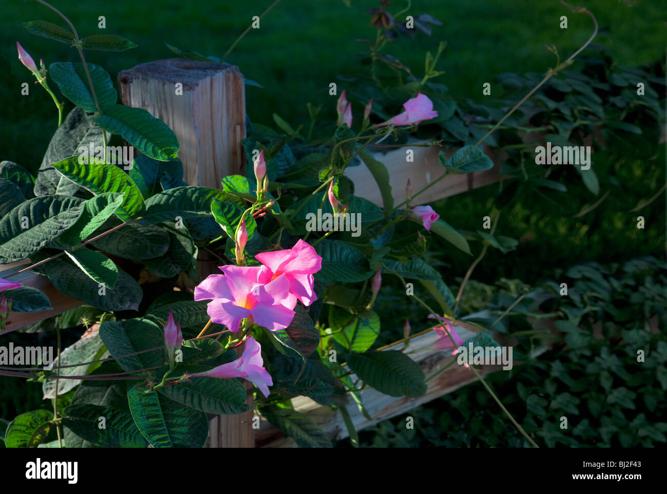 Pink Allamanda, 'Alice Dupont', (Mandevilla x amoena) growing on fence. Napa Valley, California Stock Photo