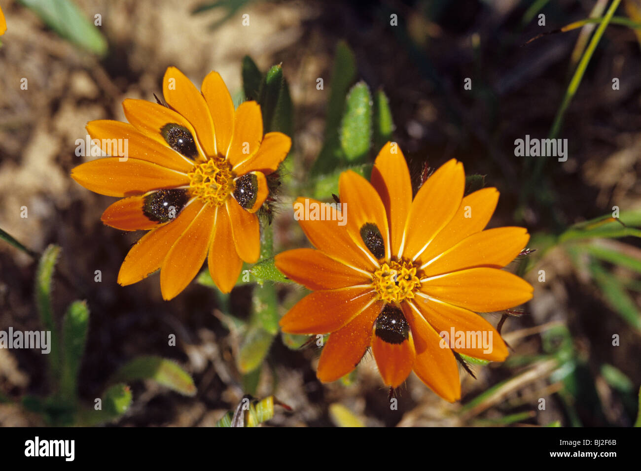 Orange daisy like flowers hi-res stock photography and images - Alamy