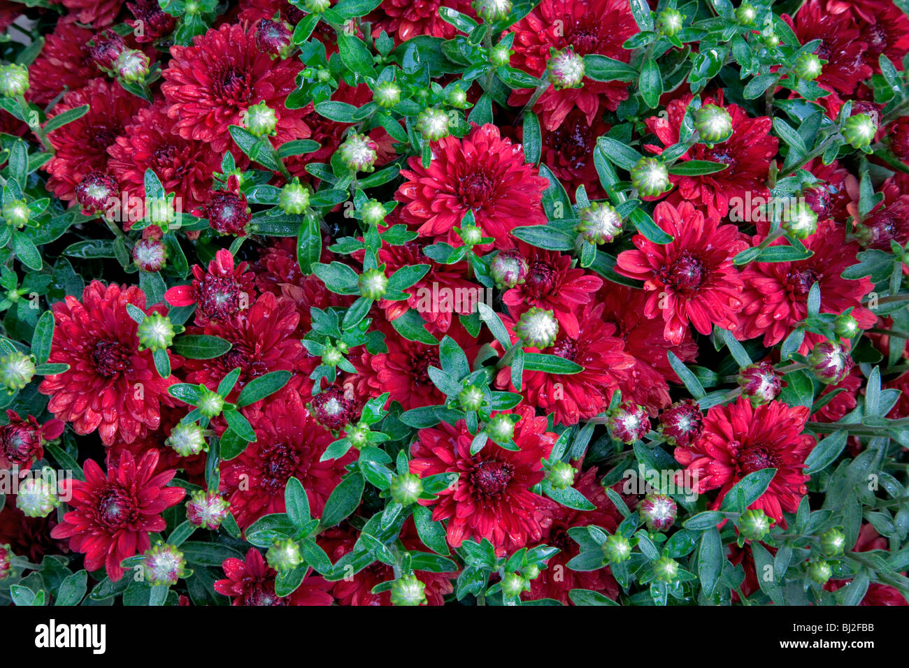 Chrysanthemums hires stock photography and images Alamy