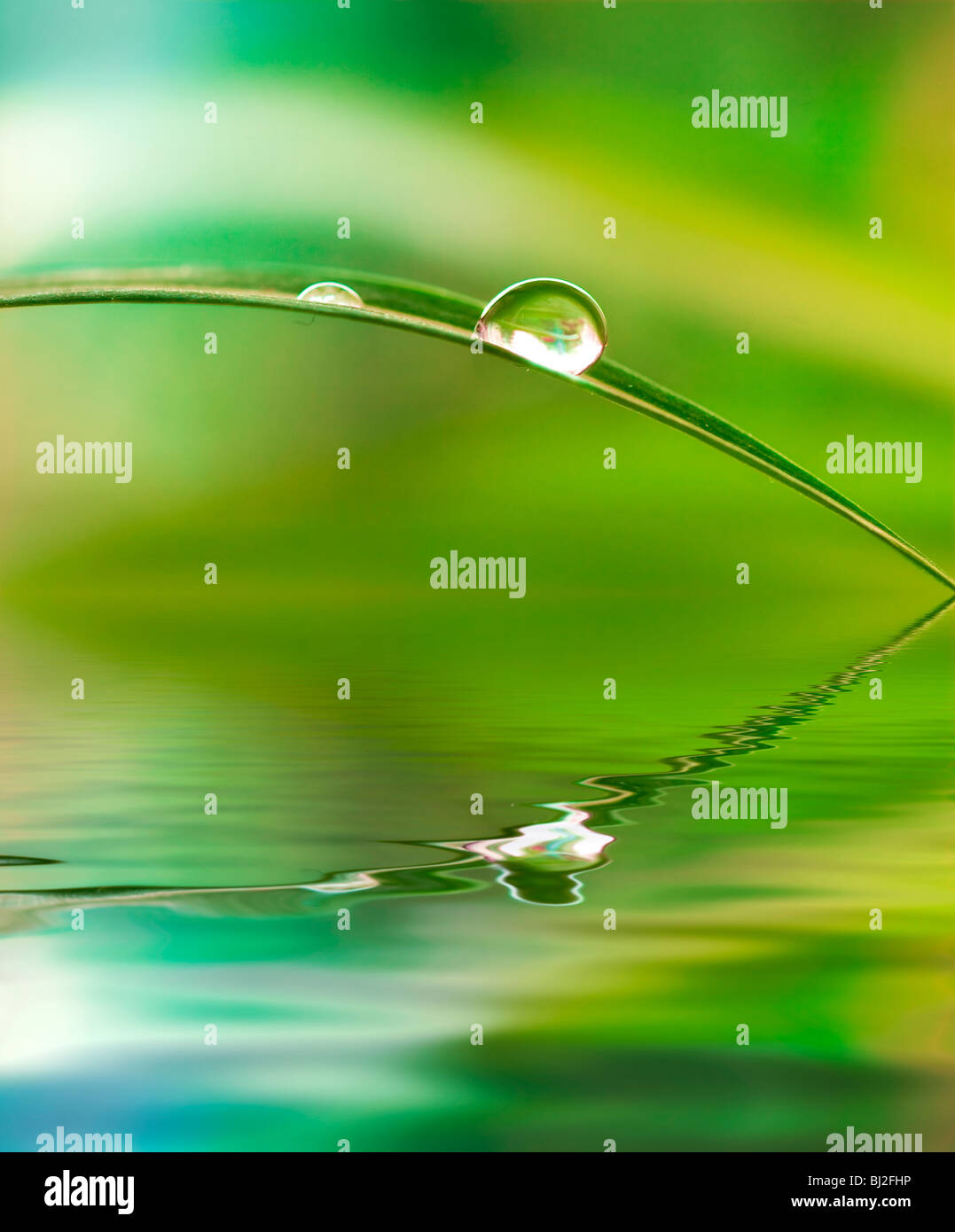 A water drop from a leaf causing a ripple on the surface reflecting a green jungle atmosphere Stock Photo