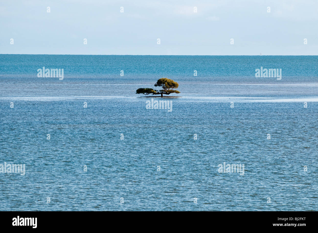Mangrove plant tree hires stock photography and images Alamy