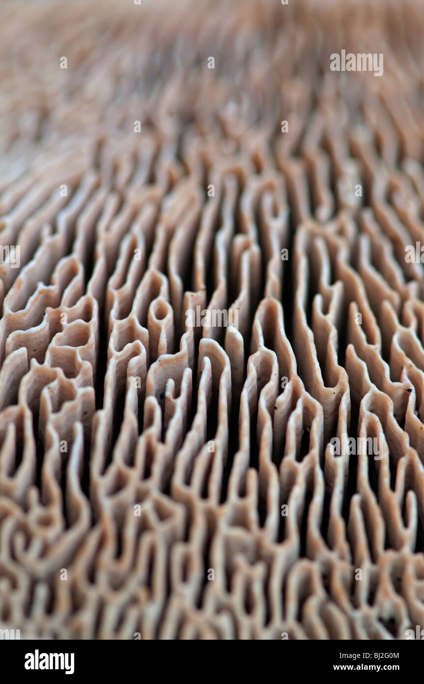 Oak Mazegill: Daedalea quercina, Close-up of underside showing pores. Sussex, England Stock Photo