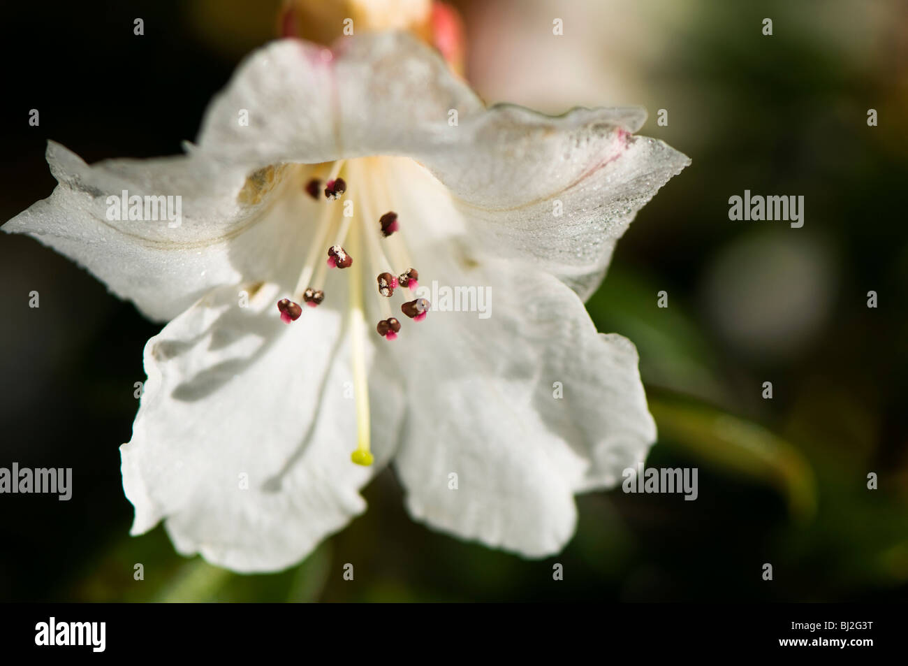 Close up of a Rhododendron Moupinense in flower in March Stock Photo