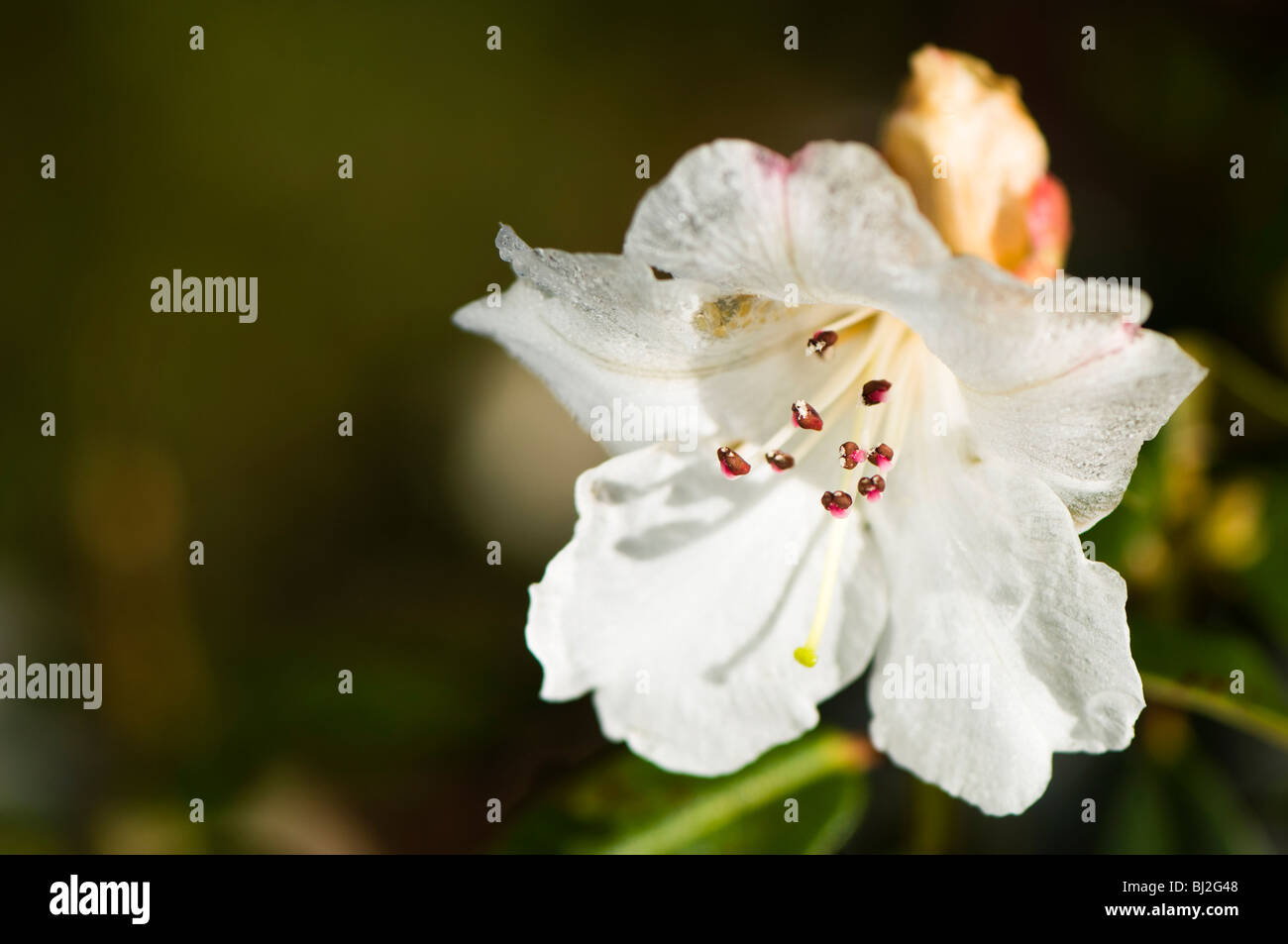 Close up of a Rhododendron Moupinense in flower in March Stock Photo