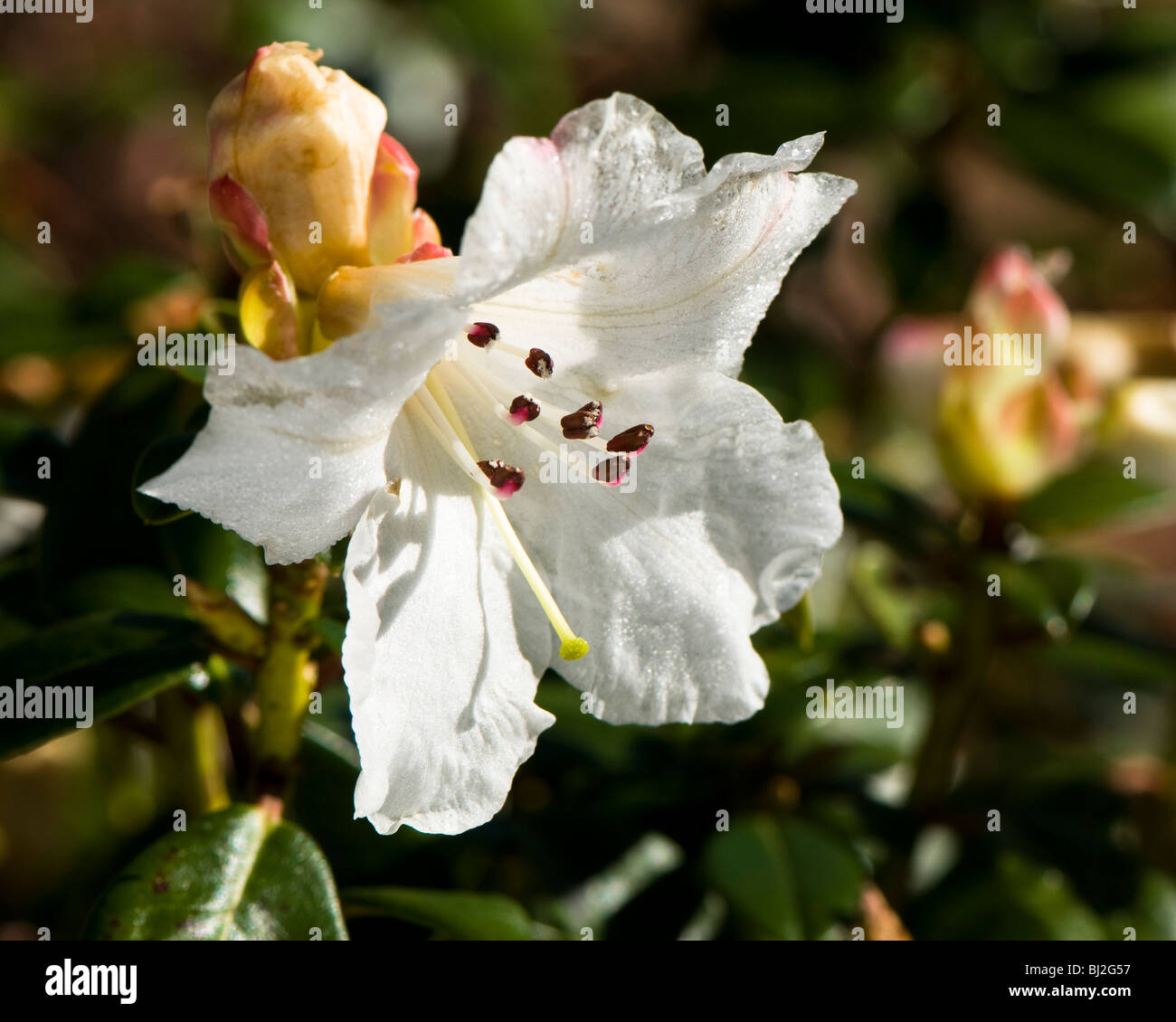 Close up of a Rhododendron Moupinense in flower in March Stock Photo
