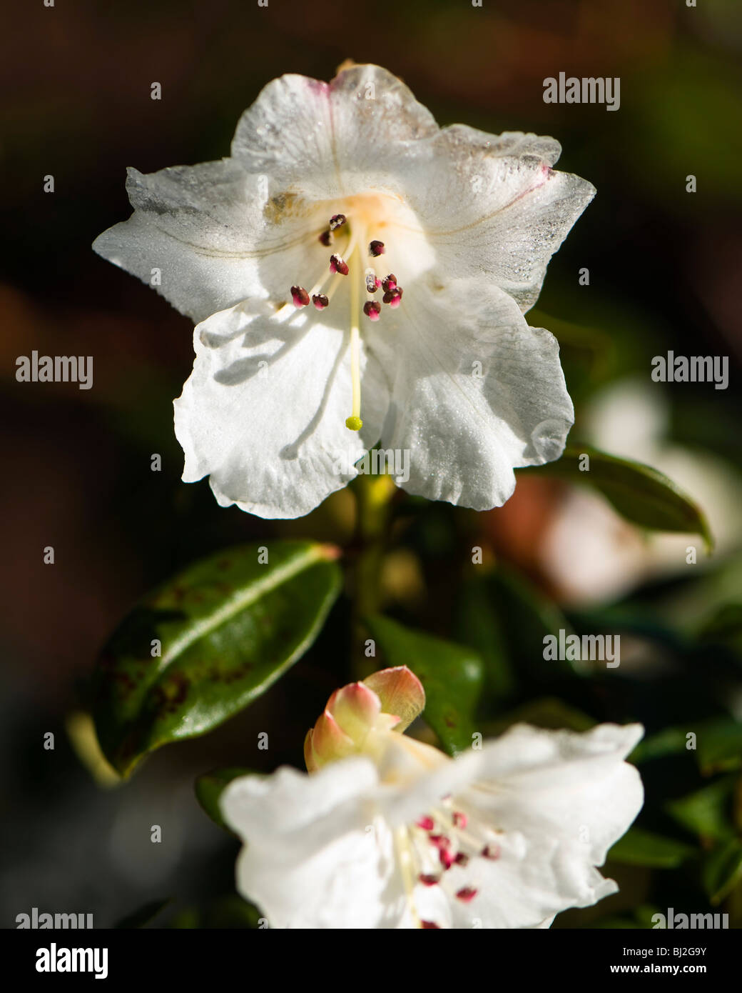 Close up of a Rhododendron Moupinense in flower in March Stock Photo