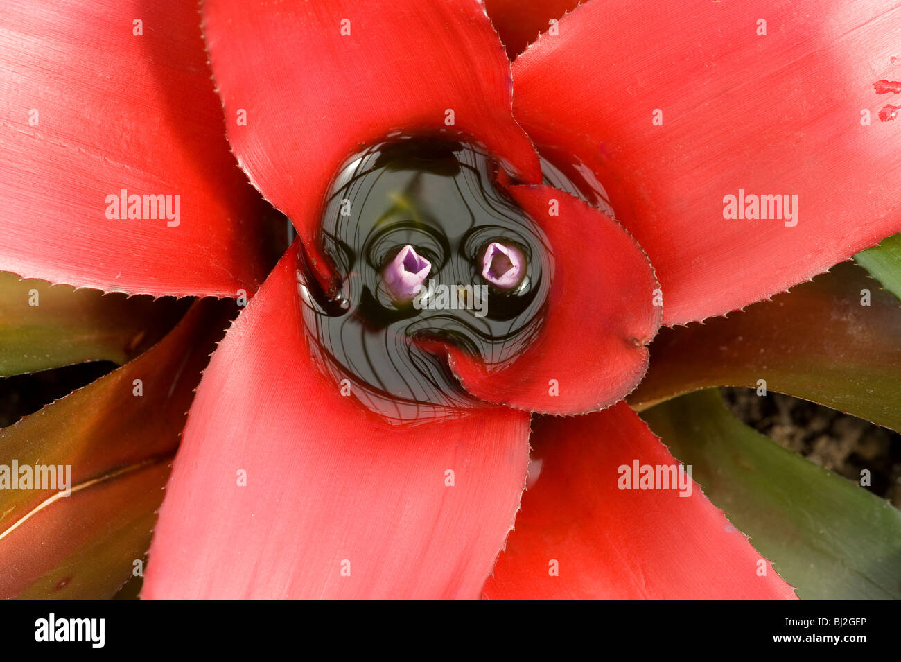Bromeliad, Neoregalia olens, with miniature pool & flowers inside red bracts Stock Photo