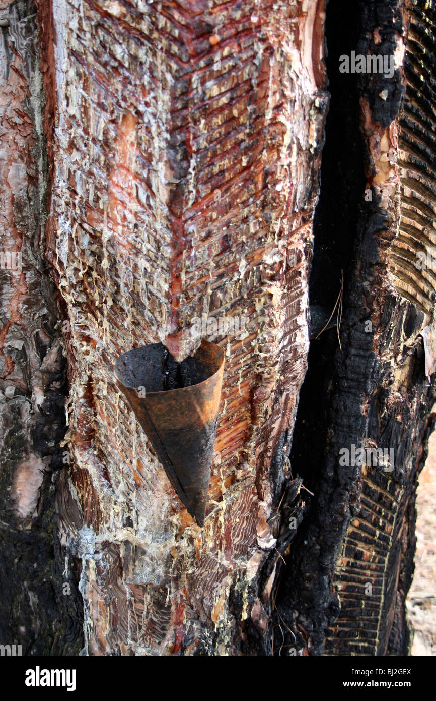 Tapping pine sap. Stock Photo