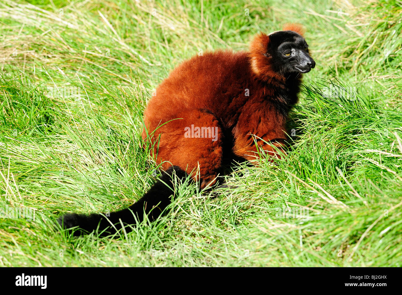 blair drummond safari park lemur