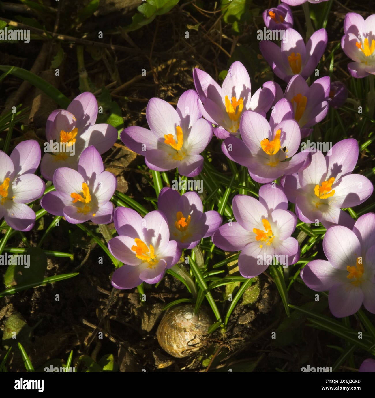 Purple Croci High Resolution Stock Photography and Images Alamy