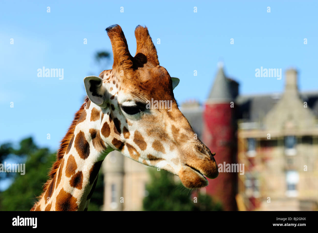 Giraffe, Blair Drummond Safari Park near Stirling, Scotland Stock Photo Alamy