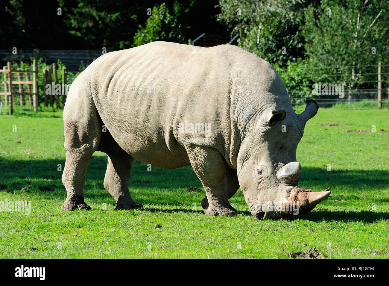 Southern white rhino, Blair Drummond Safari Park near Stirling, Scotland Stock Photo Alamy