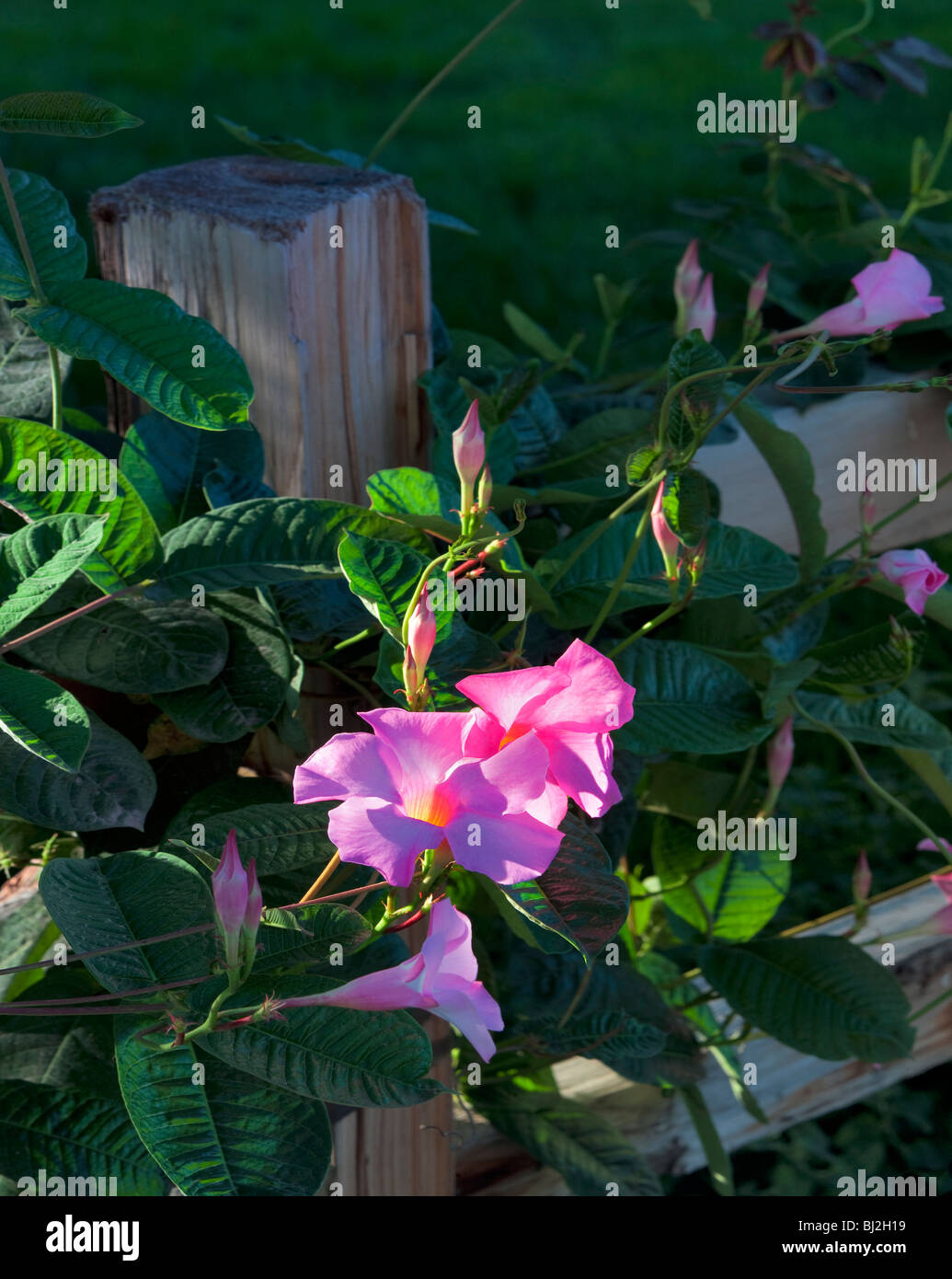 Pink Allamanda, 'Alice Dupont', (Mandevilla x amoena) growing on fence. Napa Valley, California Stock Photo