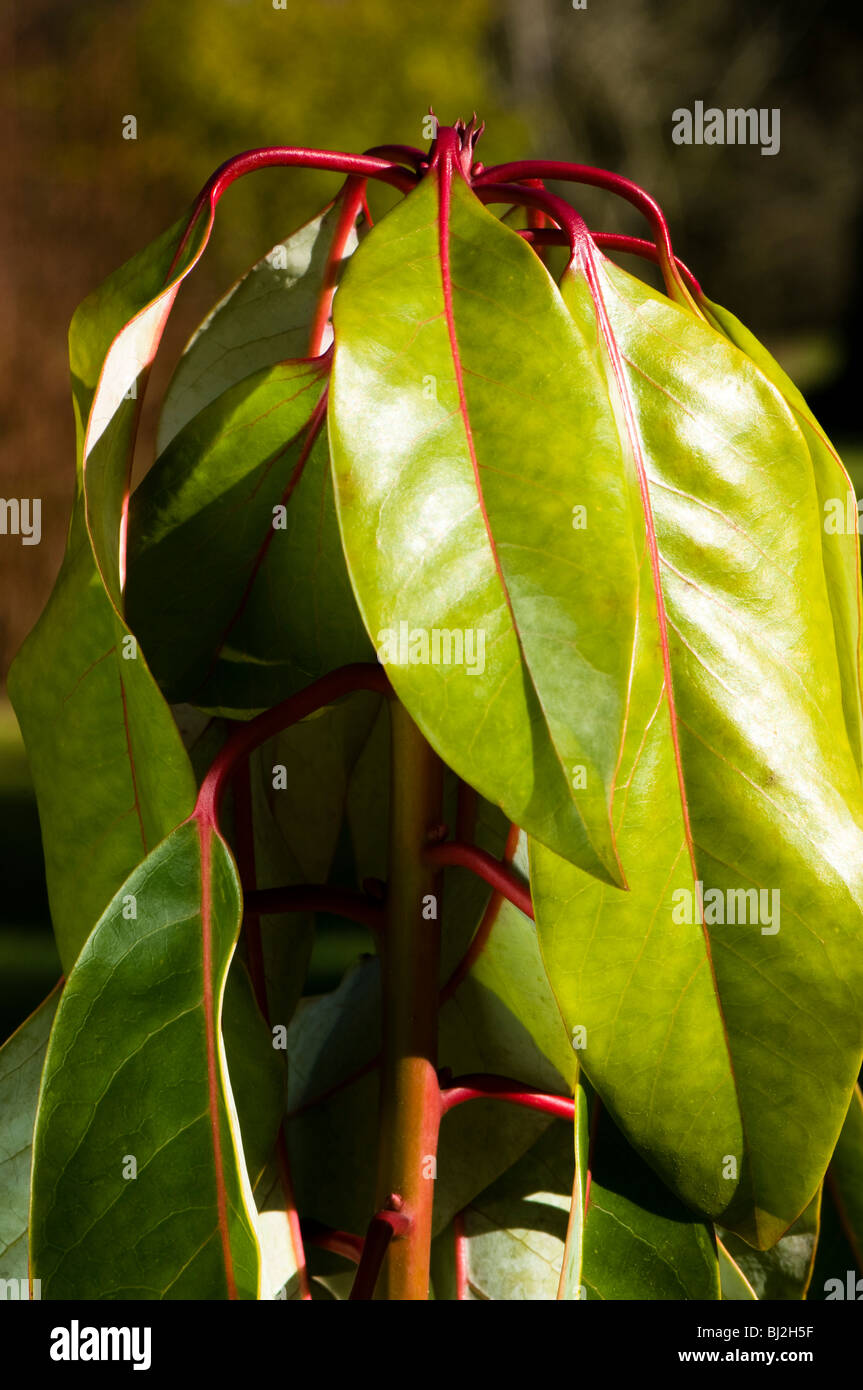 Close up of Daphniphyllum macropodum leaves in March Stock Photo