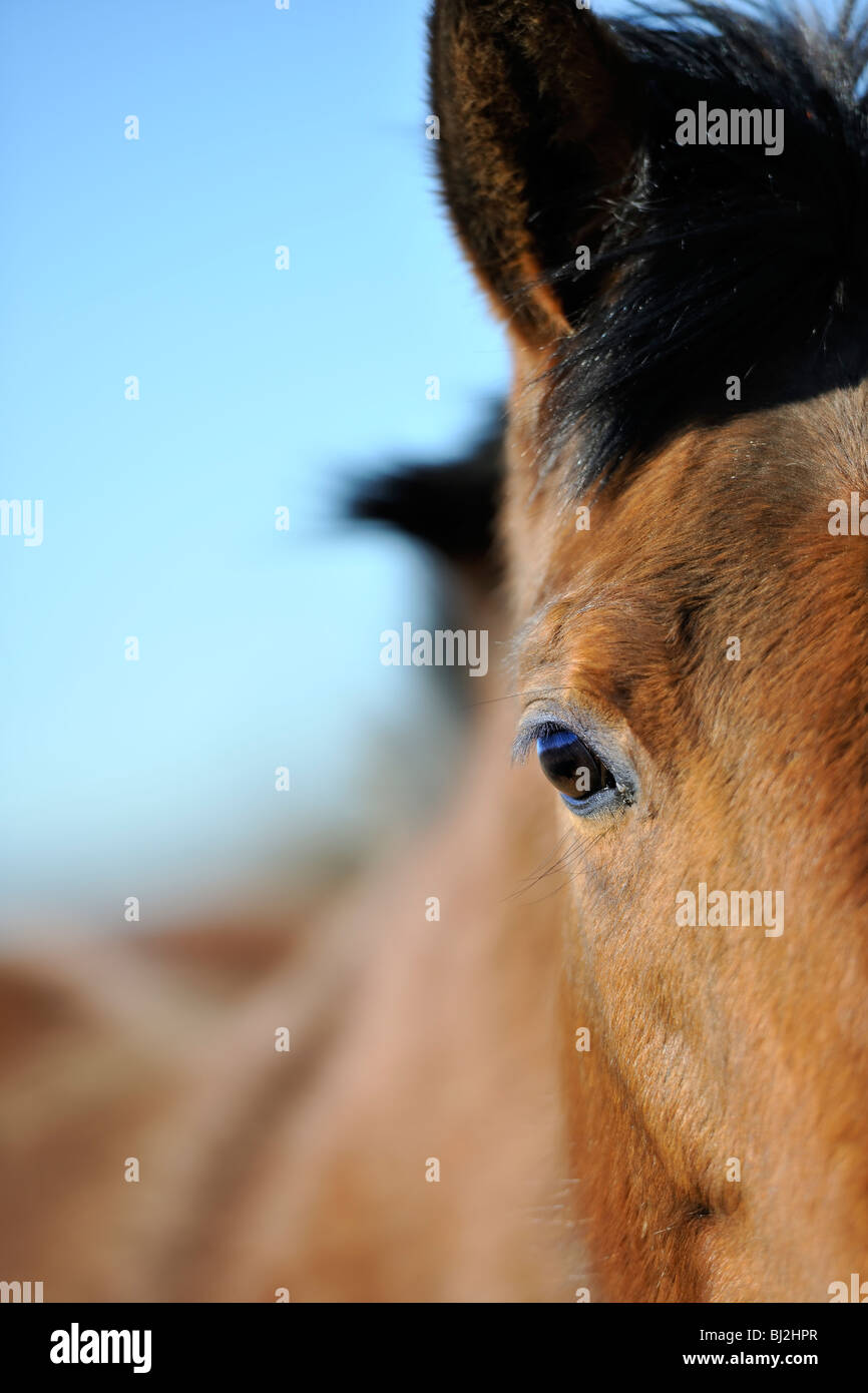 Eye of a horse Stock Photo