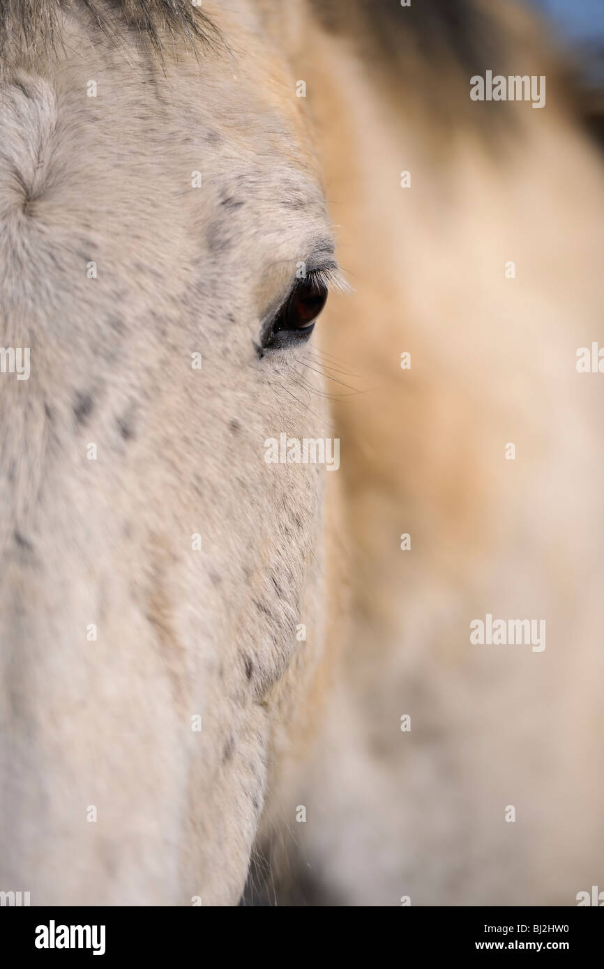 Eye of a horse Stock Photo