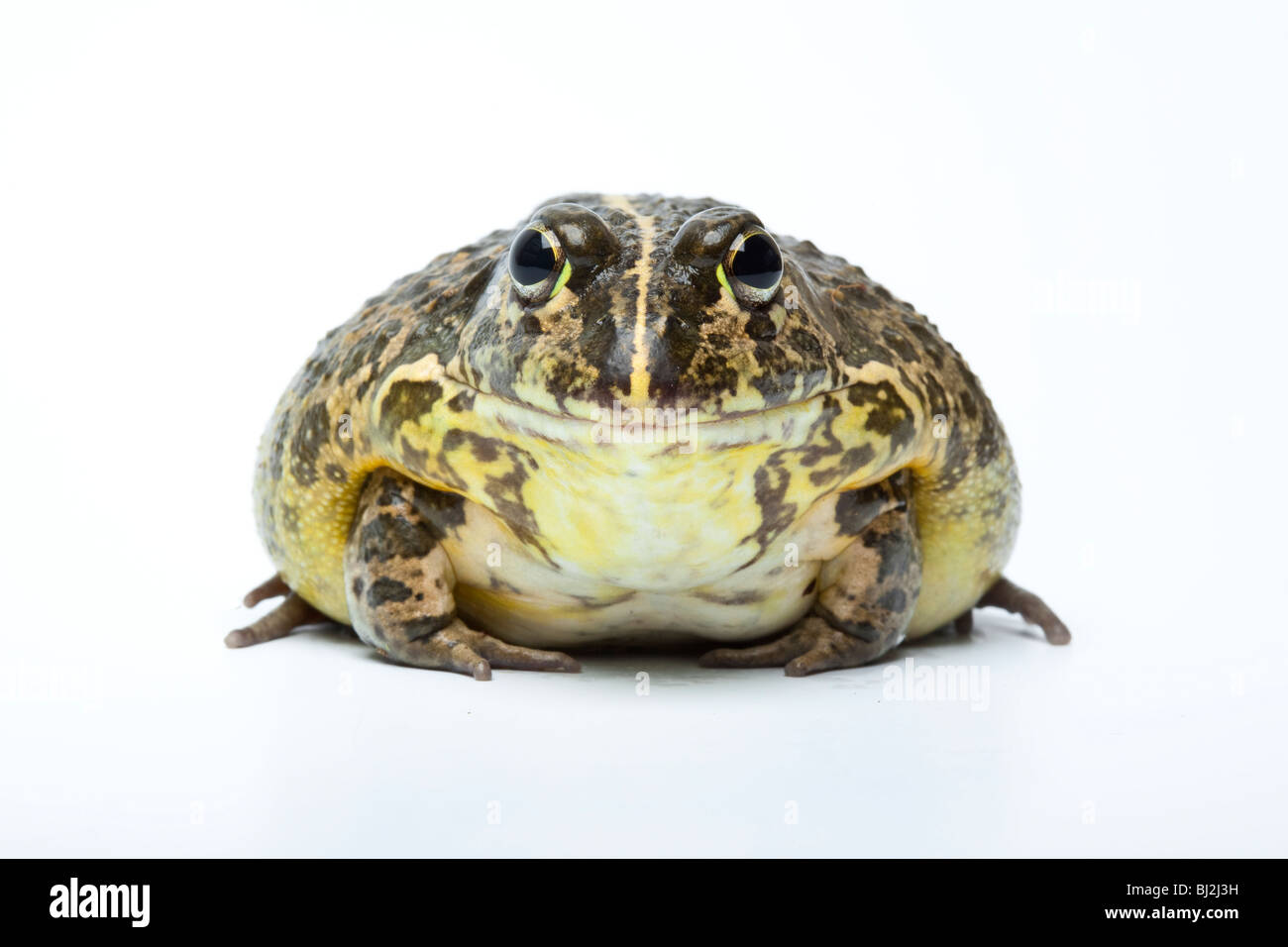 South African Dwarf Bullfrog, Pyxicephalus edulis. Stock Photo