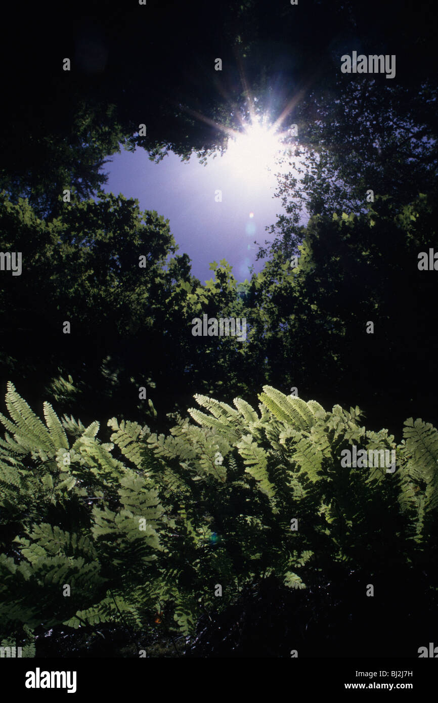 Maidenhair ferns (Adiantum aleuticum) Stock Photo