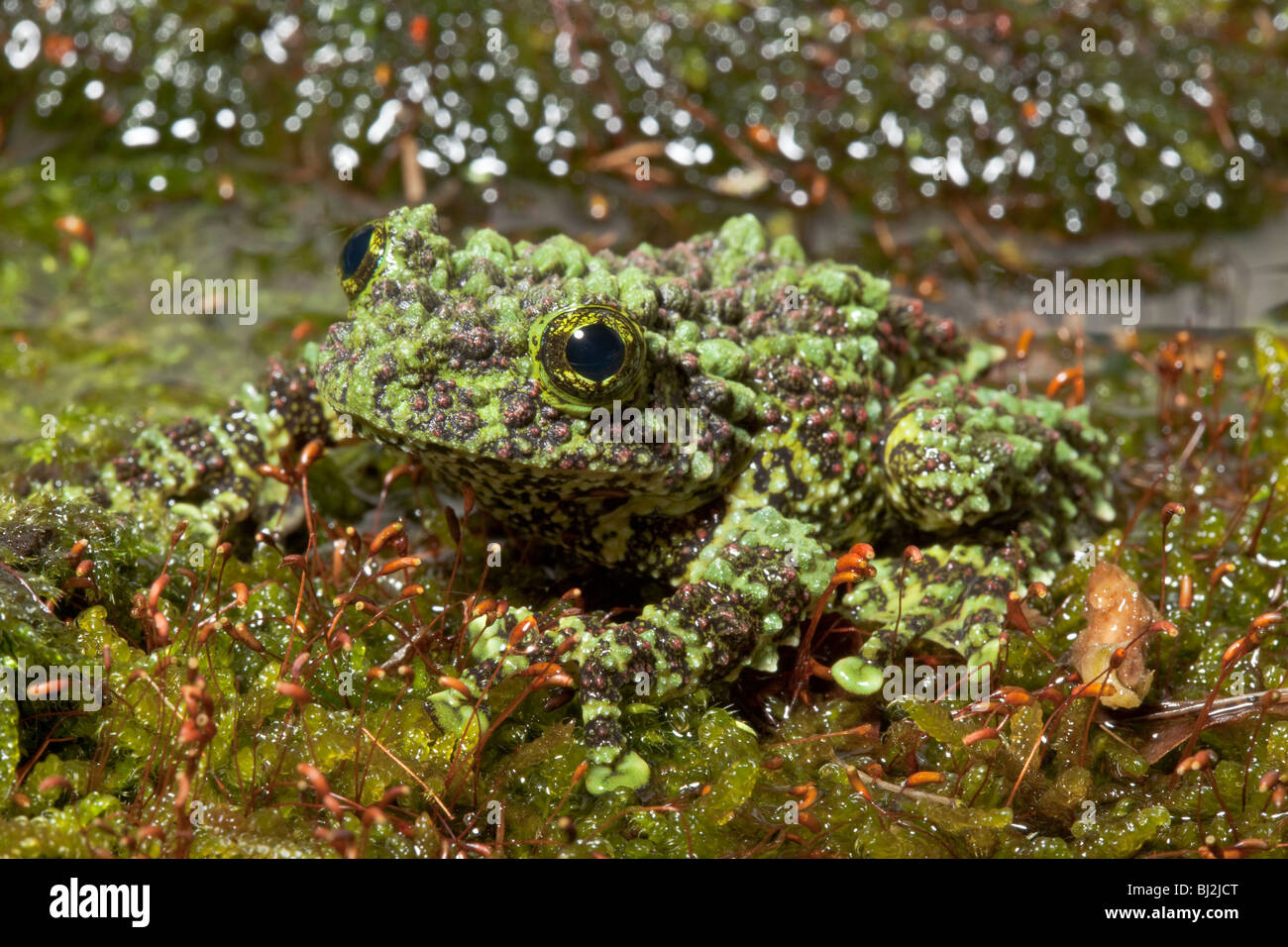 Theloderma Corticale Hi-res Stock Photography And Images - Alamy