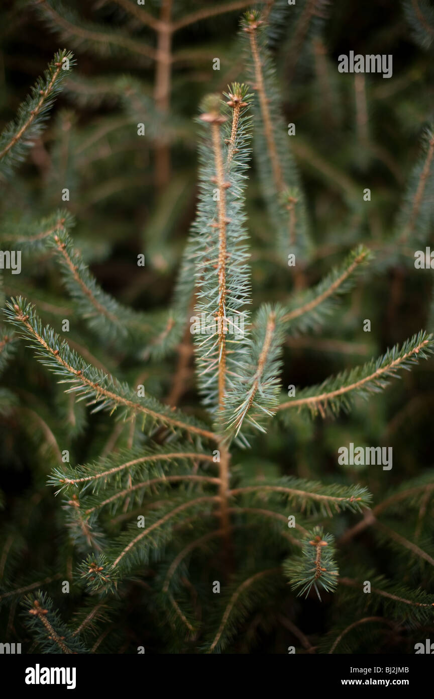 Christmas trees growing in a plantation in Cornwall Stock Photo Alamy