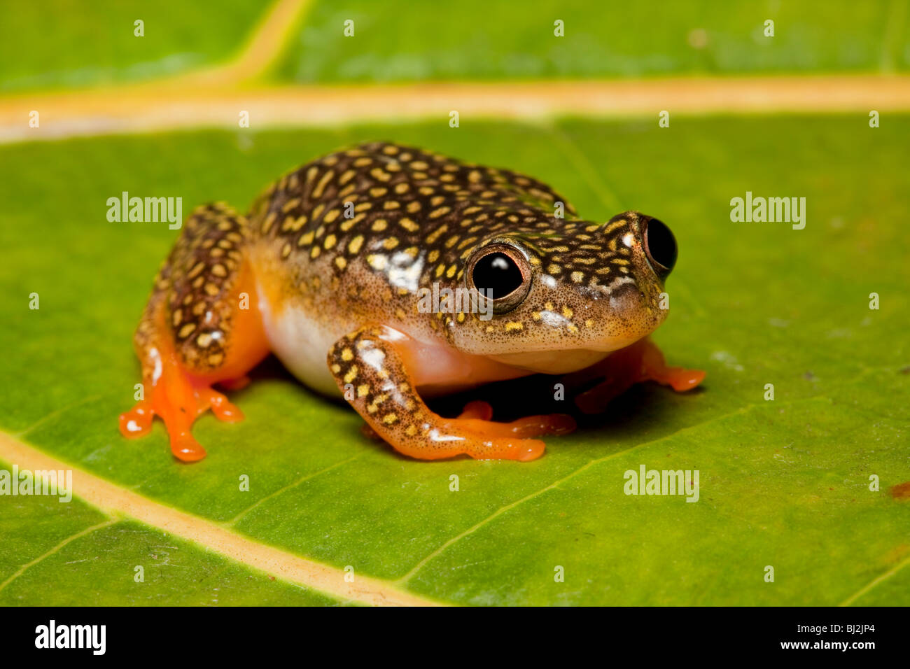 White-spotted reed frog, Heterixalus alboguttatus, female, Madagascar Stock Photo