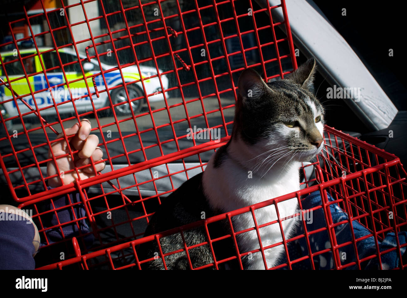 Cat in Cat basket Stock Photo