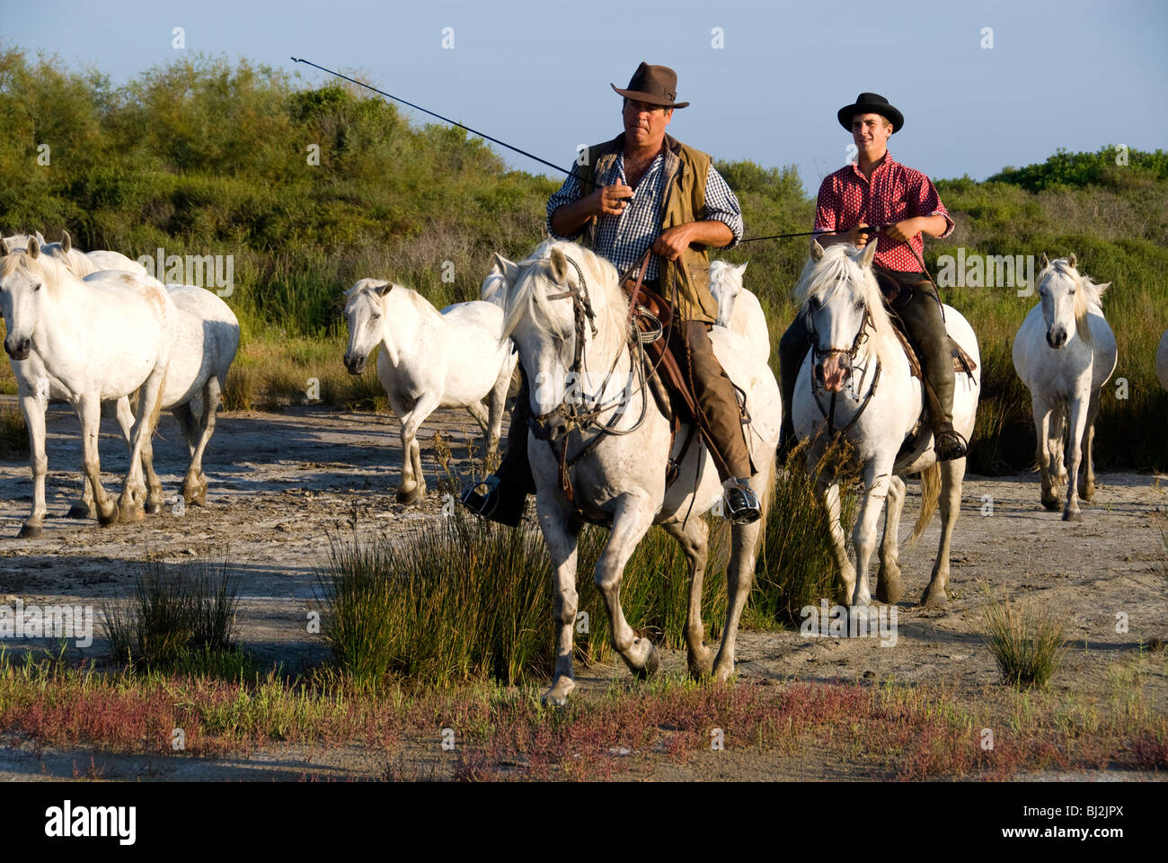 Gardians on their horses, the White Horses of the Camargue, Provence, France Stock Photo