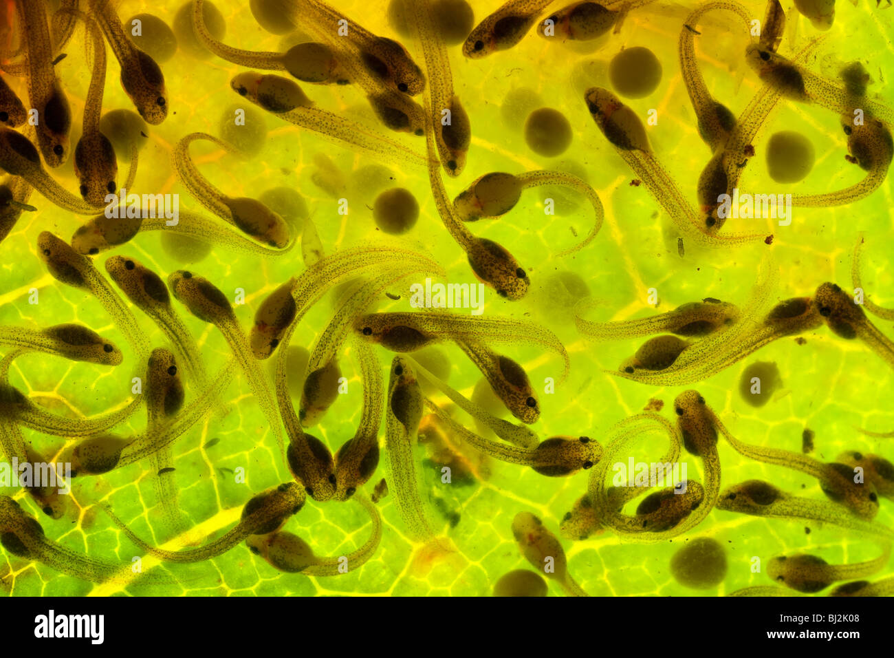 Developing eggs of Spotted Reed Frog, Hyperolius puncticulatus, Tanzania, at day 8 (just prior to hatching). Stock Photo