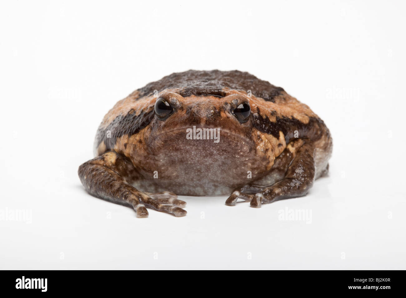 Asian Bullfrog, or Chubby Frog, Kaloula pulchra on white background Stock Photo