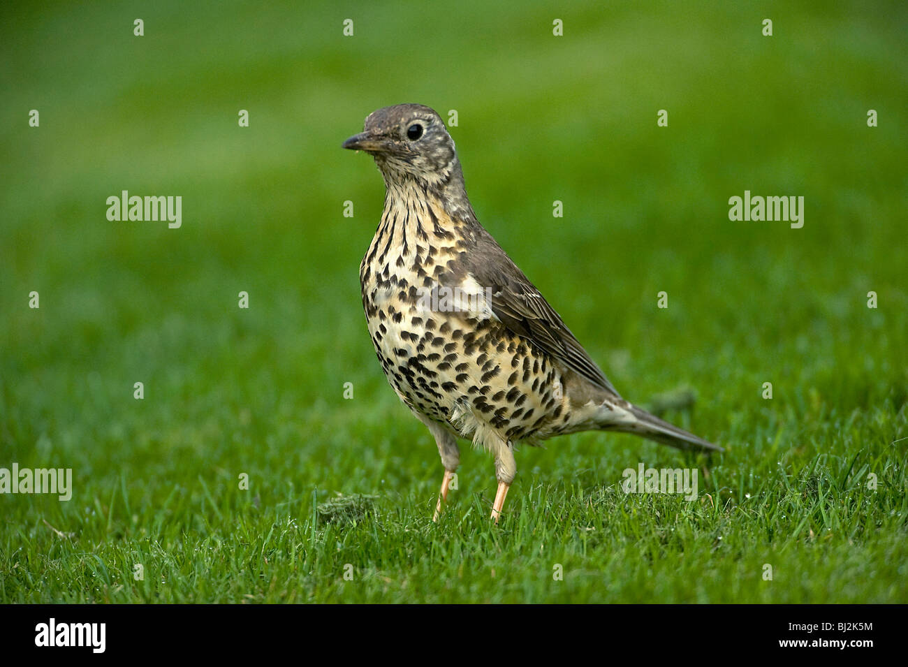 Song thrush, Turdus philomelos, pauses on lawn at first light Stock Photo