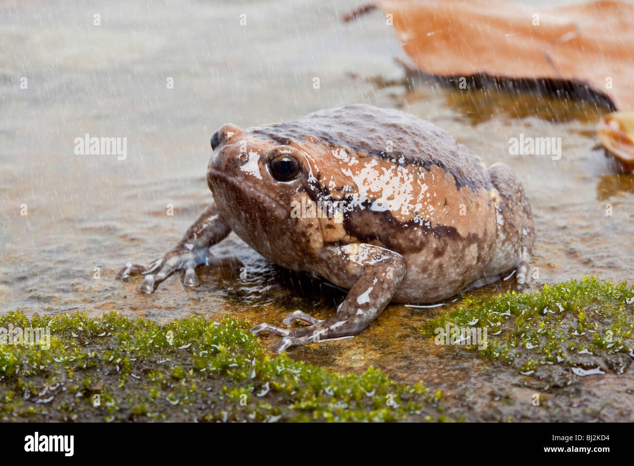 Chubby frog asian painted frog hires stock photography and images Alamy
