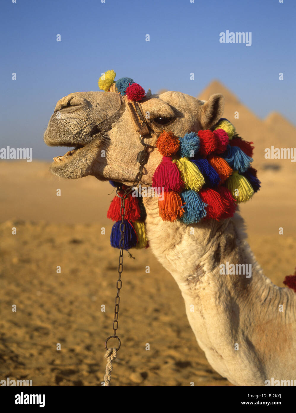 Camel with coloured tassels, The Great Pyramids of Giza, Giza, Giza Governate, Republic of Egypt Stock Photo