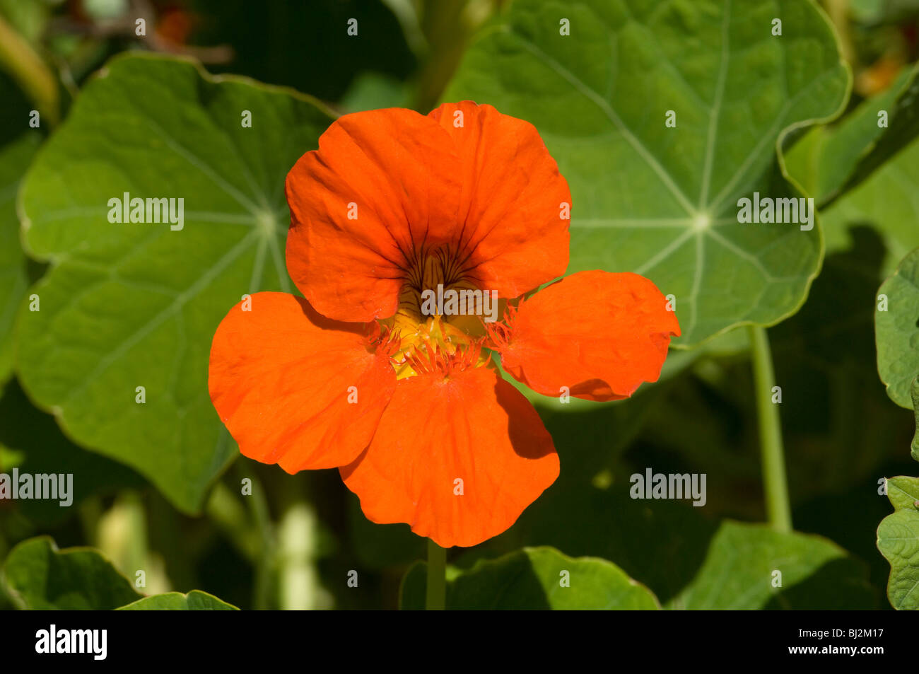 Nasturtium officinale flower Stock Photo