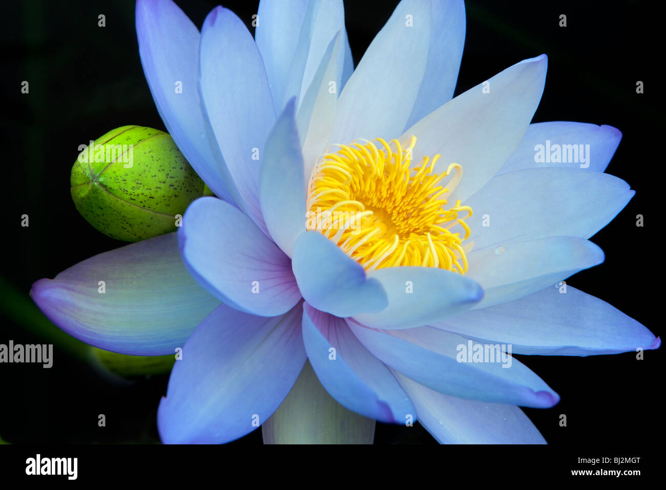 Blue lily hi-res stock photography and images - Alamy