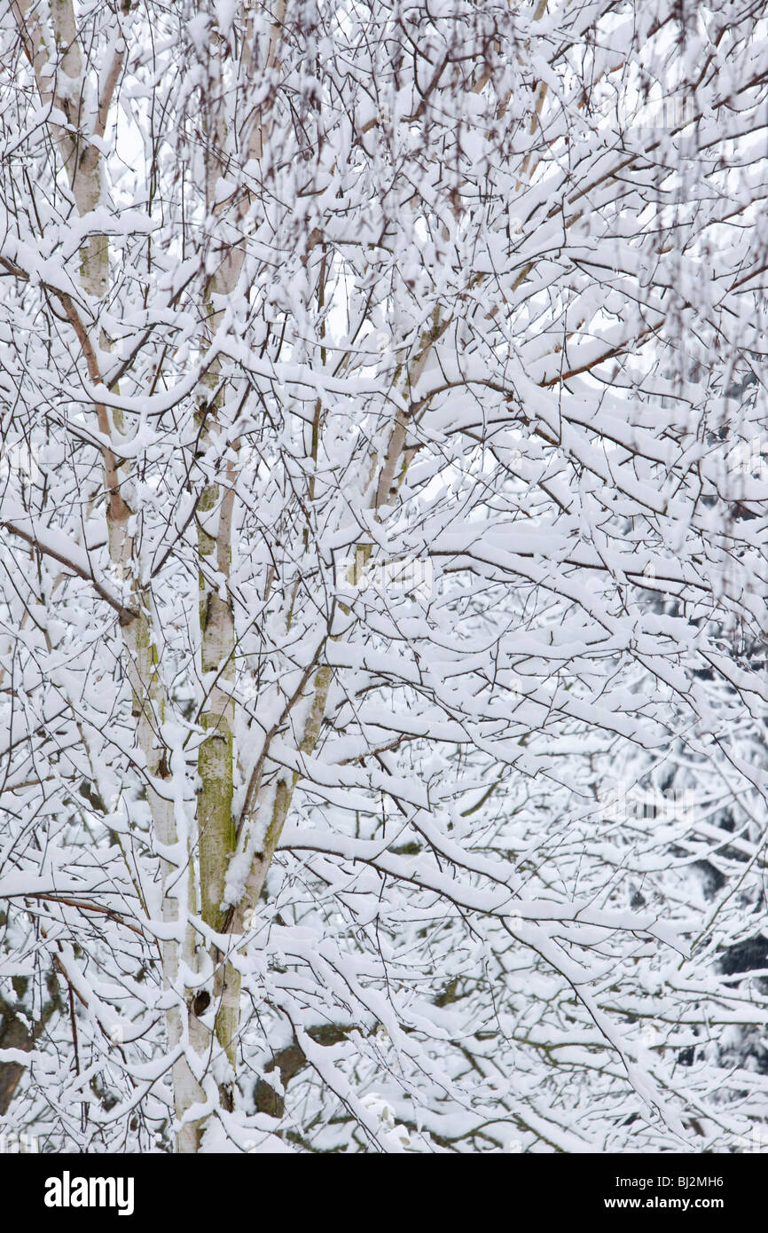 Himalyan white-barked birch, Betula utilis jacquemontii, in snow Stock Photo