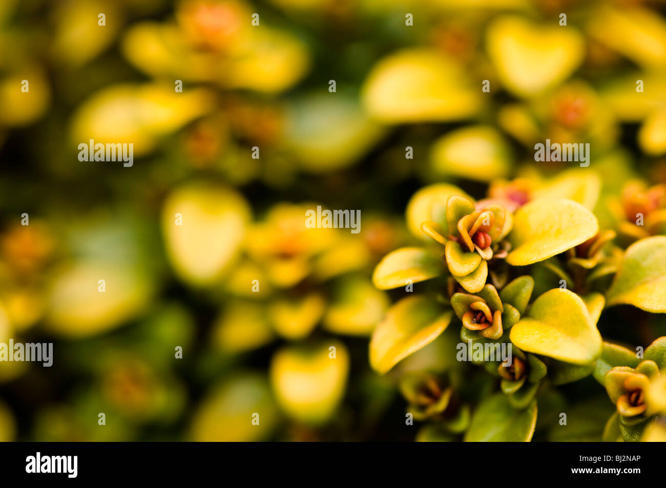 Close up of Thymus Vulgaris aureus, Golden Thyme Stock Photo