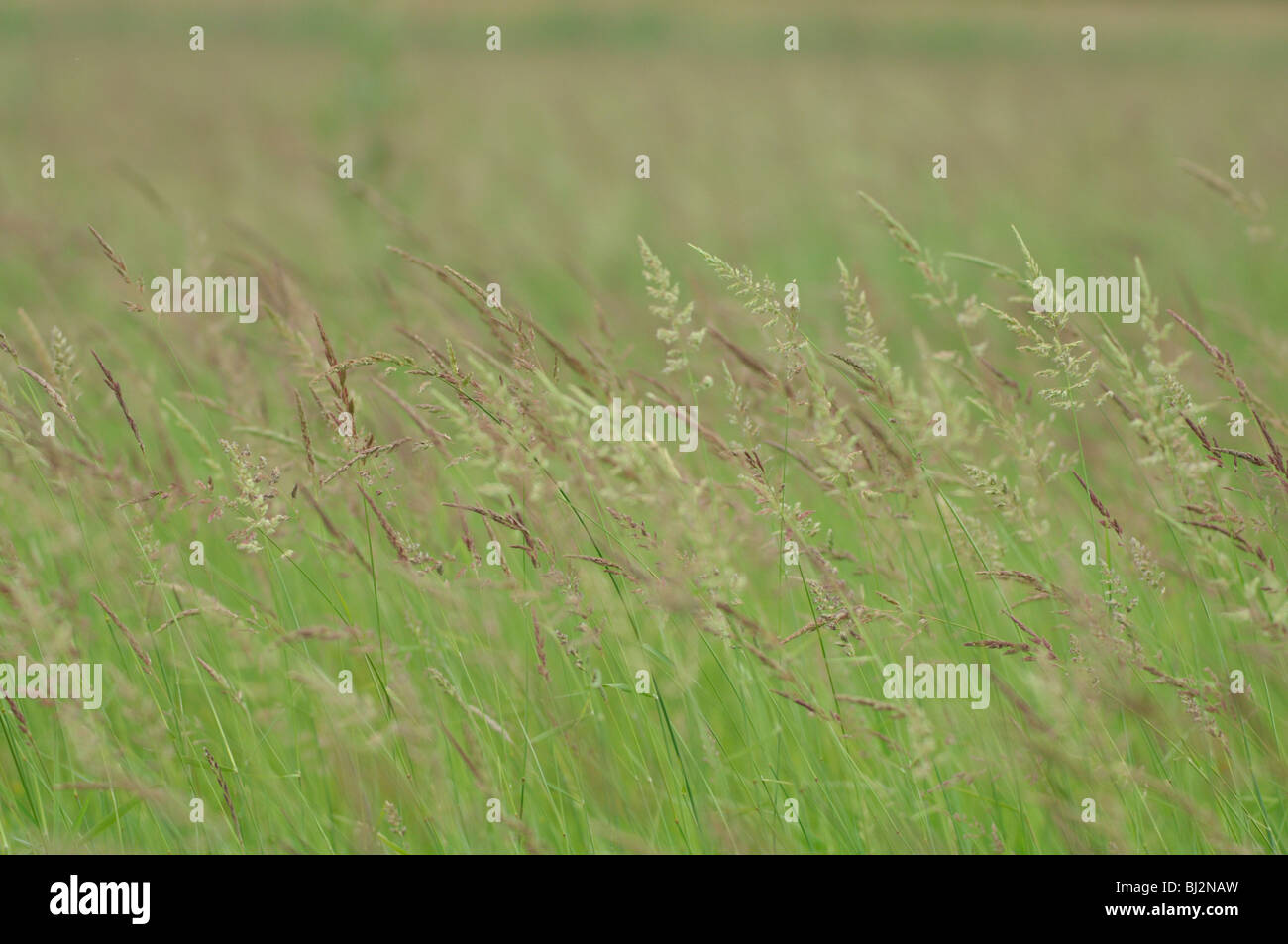Close up meadow grass hi-res stock photography and images - Alamy