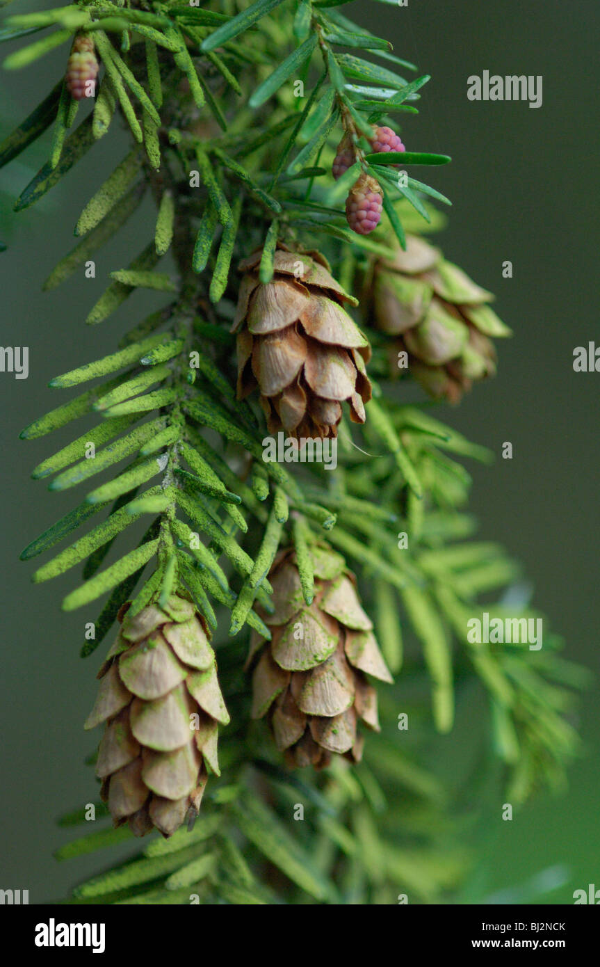 Hemlock cones (Tsuga heterophylla) Stock Photo