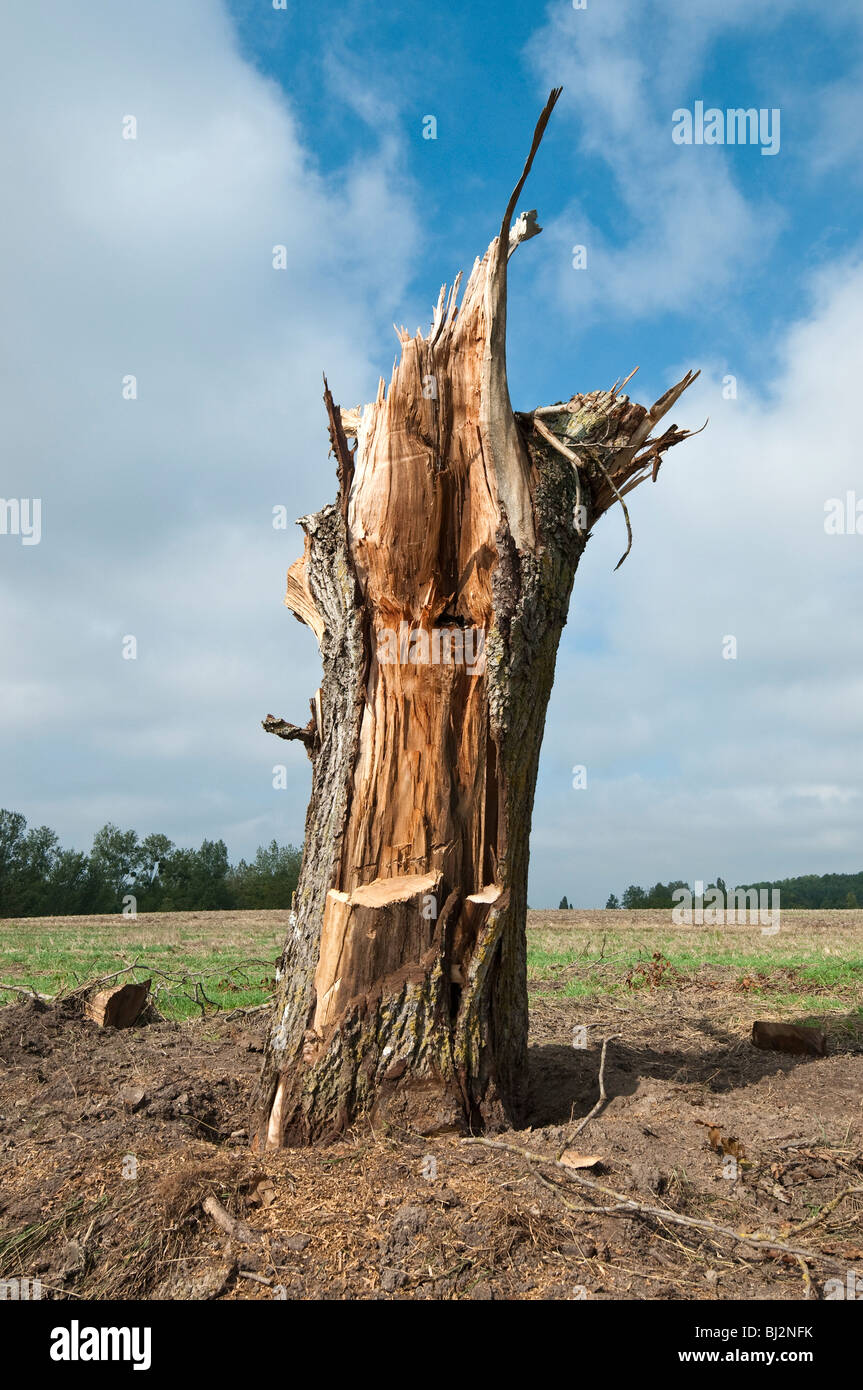 Storm damaged Walnut tree - sud-Touraine, France. Stock Photo