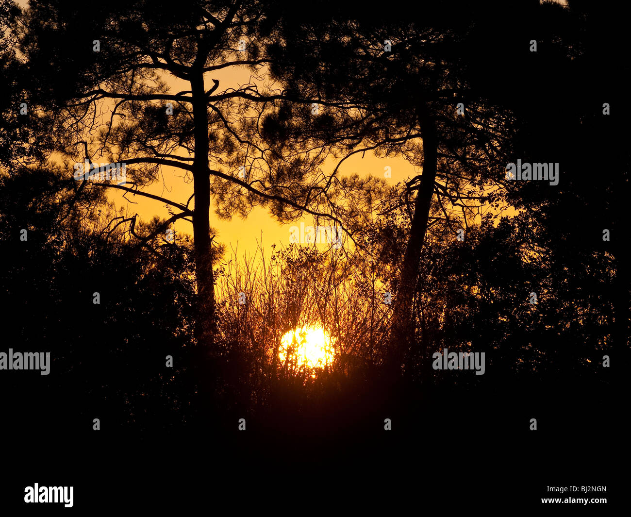 Sun setting through Pine trees - sud-Touraine, France. Stock Photo