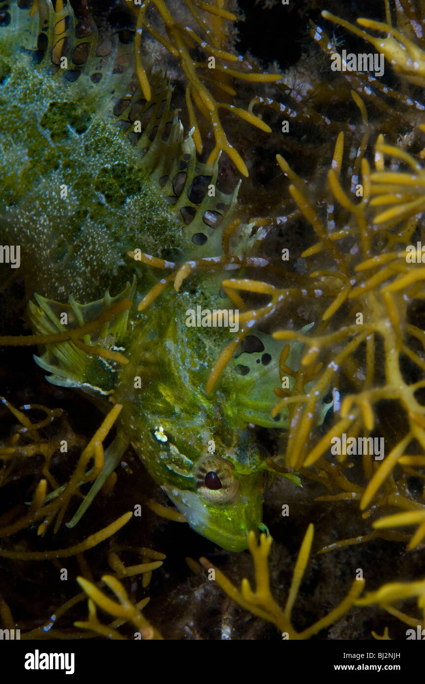Crested Weedfish, Cristiceps australis, in seaweed, Wool Bay, South Australia. Stock Photo