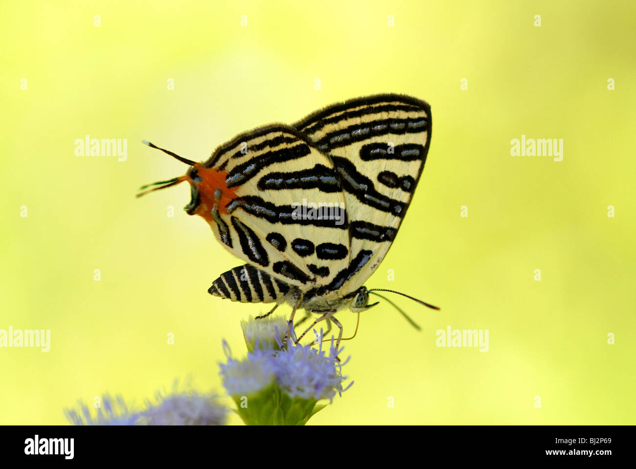 Club Silverline butterfly (Spindasis syama) feeding on nectar in Chaloem Phrakiat National Park, Western Thailand. Stock Photo